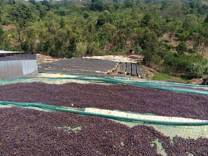 ETHIOPIA GARGARI GUTITY NATURAL