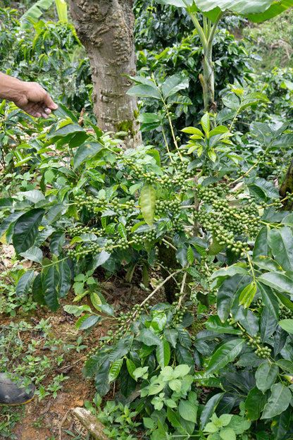 COSTA RICA HERMANOS ROBLES EL CHIRAL ANAEROBIC