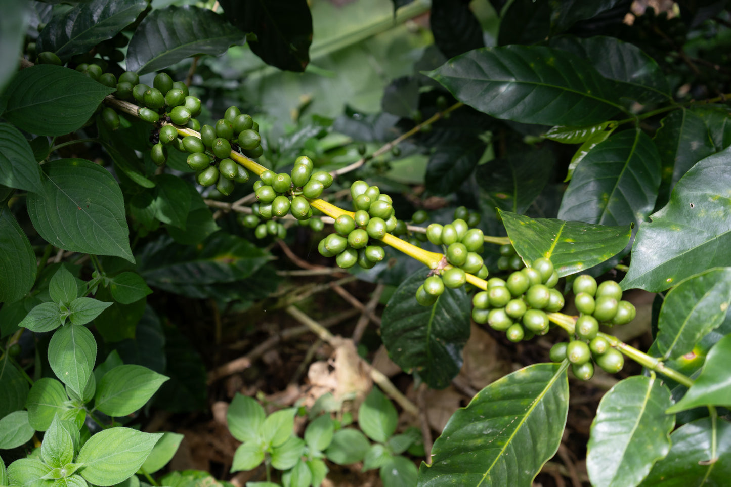 COSTA RICA HERMANOS ROBLES EL CHIRAL ANAEROBIC