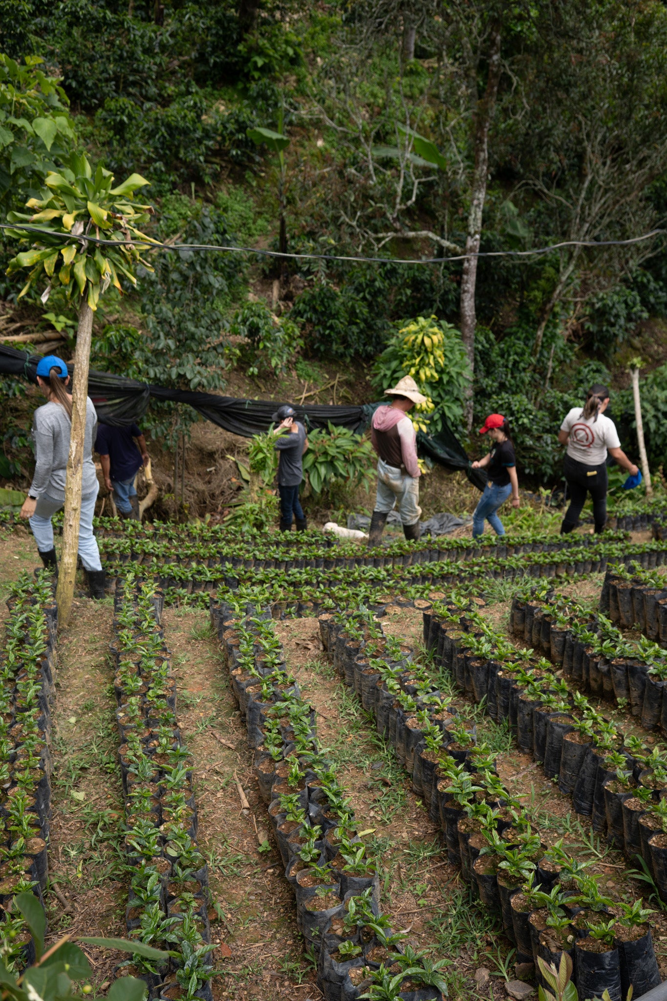 COSTA RICA HERMANOS ROBLES EL CHIRAL ANAEROBIC