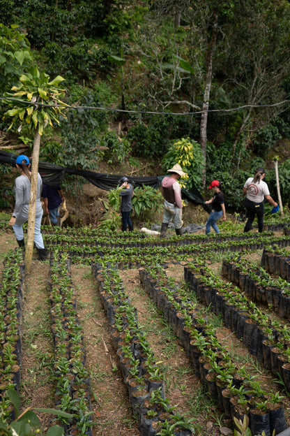 COSTA RICA HERMANOS ROBLES EL CHIRAL ANAEROBIC