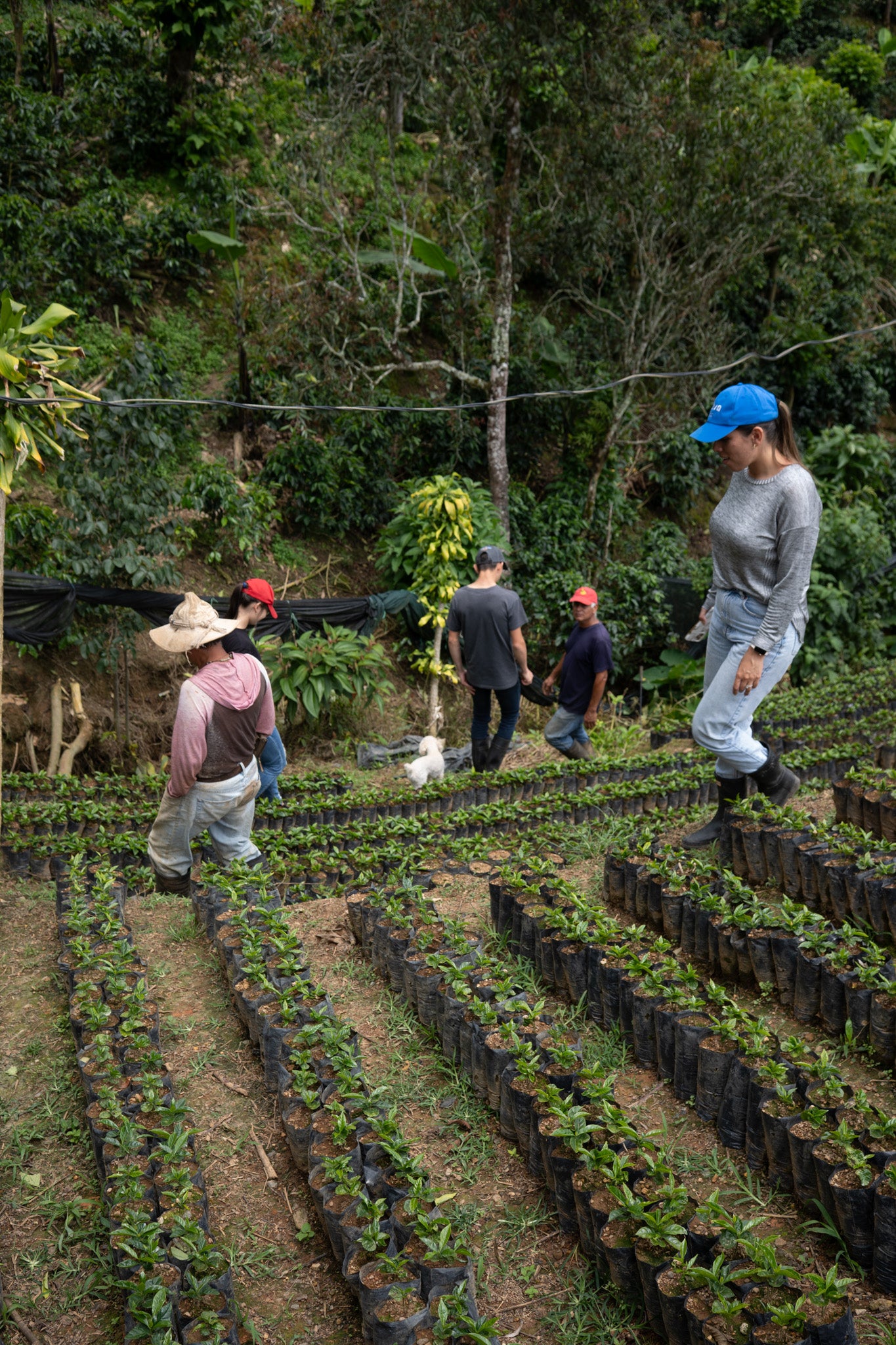 COSTA RICA HERMANOS ROBLES EL CHIRAL ANAEROBIC