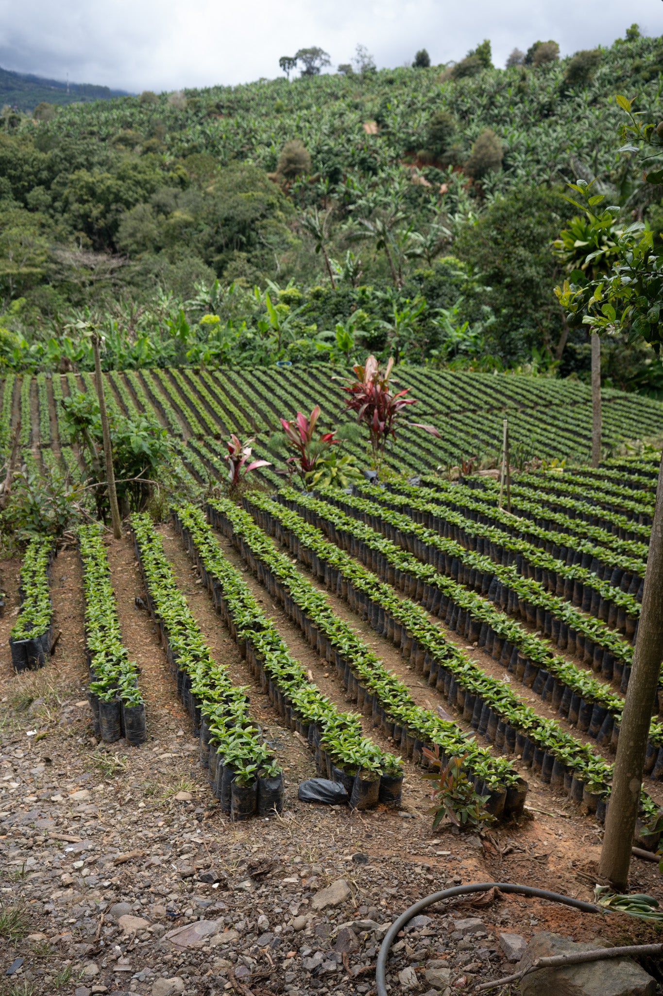 COSTA RICA HERMANOS ROBLES EL CHIRAL ANAEROBIC