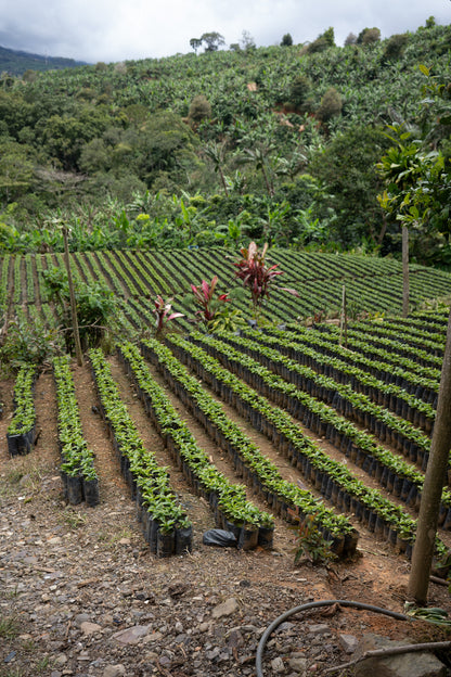 COSTA RICA HERMANOS ROBLES EL CHIRAL ANAEROBIC