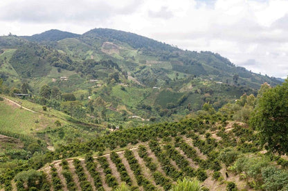 COLOMBIA RODRIGO SANCHEZ VALENCIA BLUEBERRY CO-FERMENT WASHED