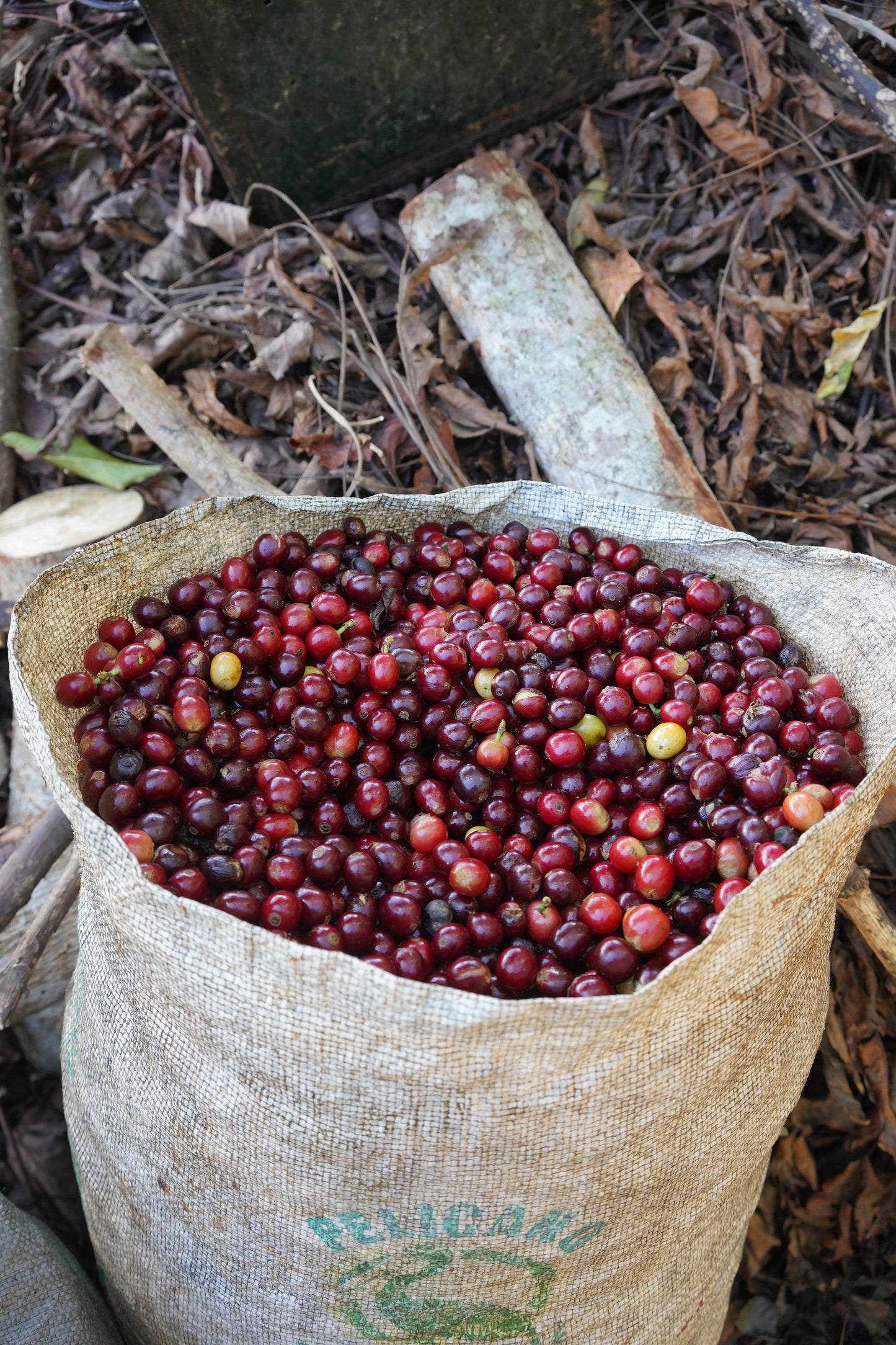 COSTA RICA SEILYN JIMENEZ ANAEROBIC